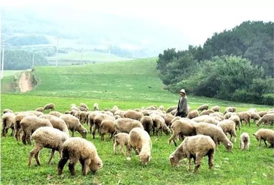 草原放养羔羊
